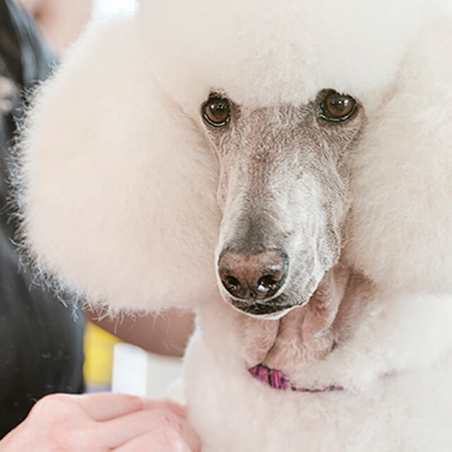 A-short-History-of-Poodle-Grooming_0.jpg