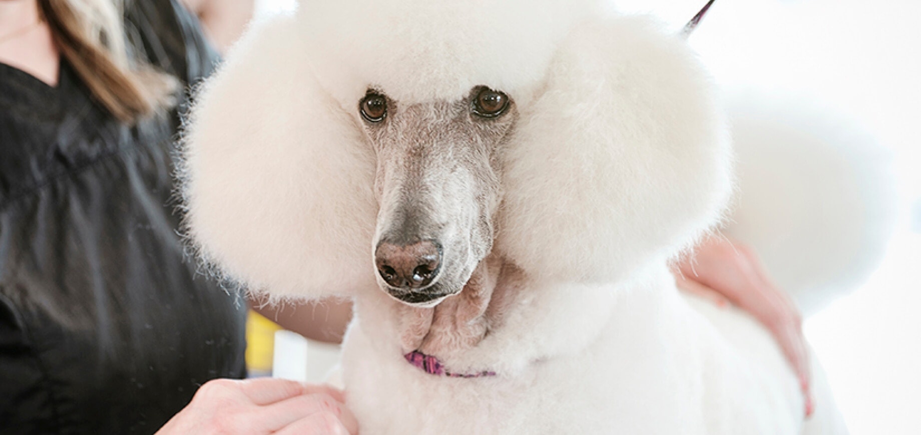 A-short-History-of-Poodle-Grooming.jpg