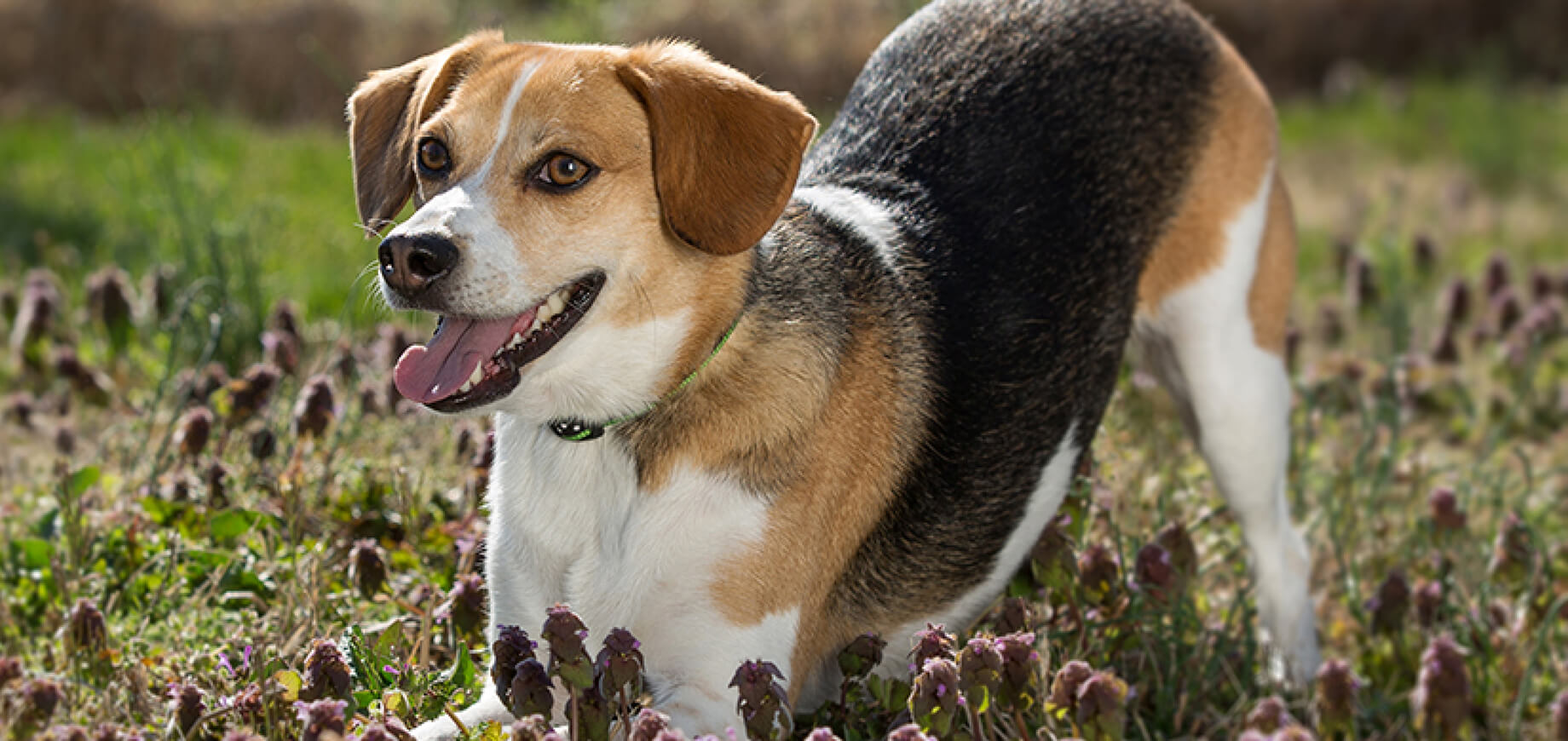 Beagle-as-a-Hunting-Hound_0.jpg