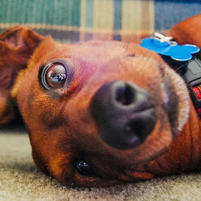 Dachsund-Collar-or-Harness%20%281%29.jpg