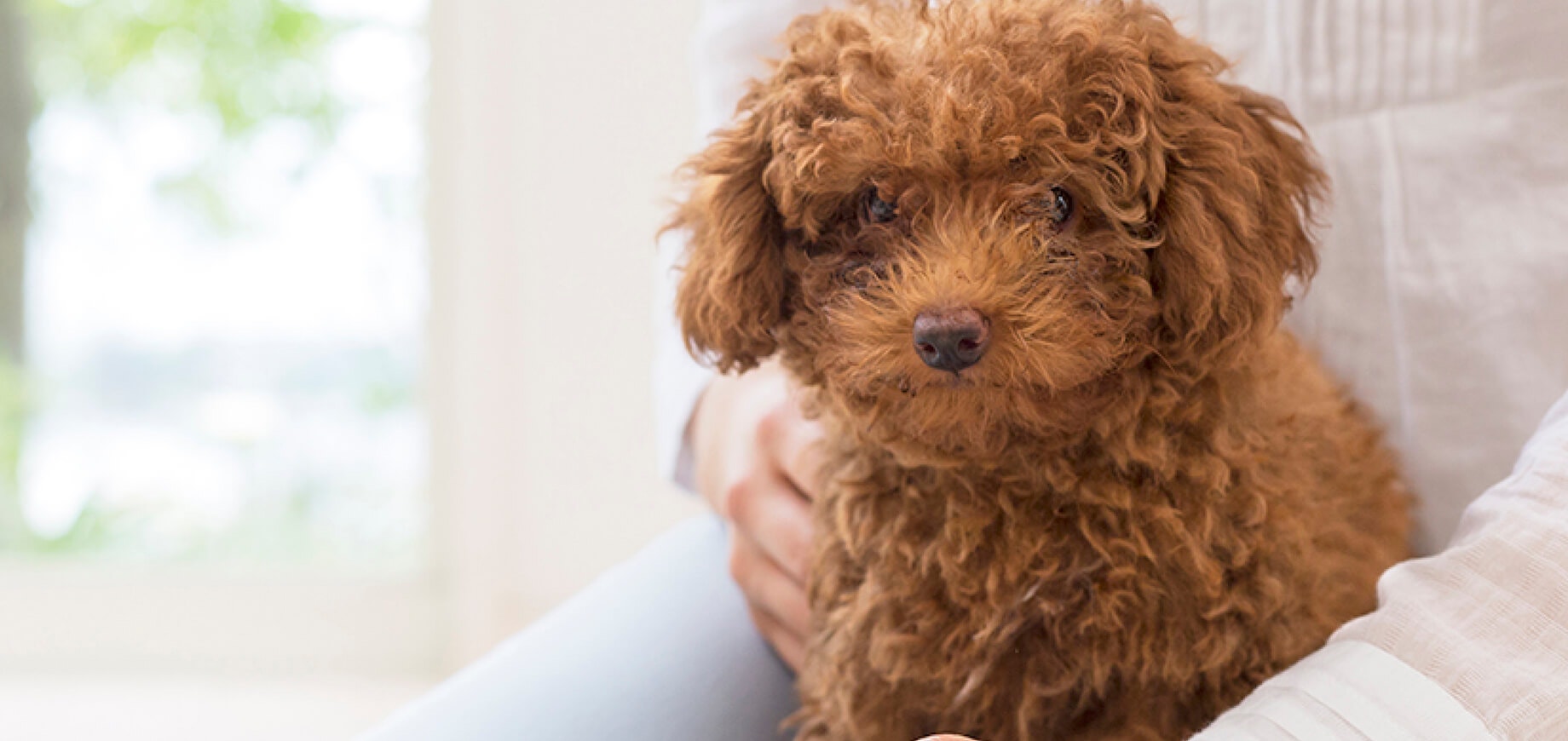 Facts-Every-Toy-Poodle-Owner-Should-Know.jpg