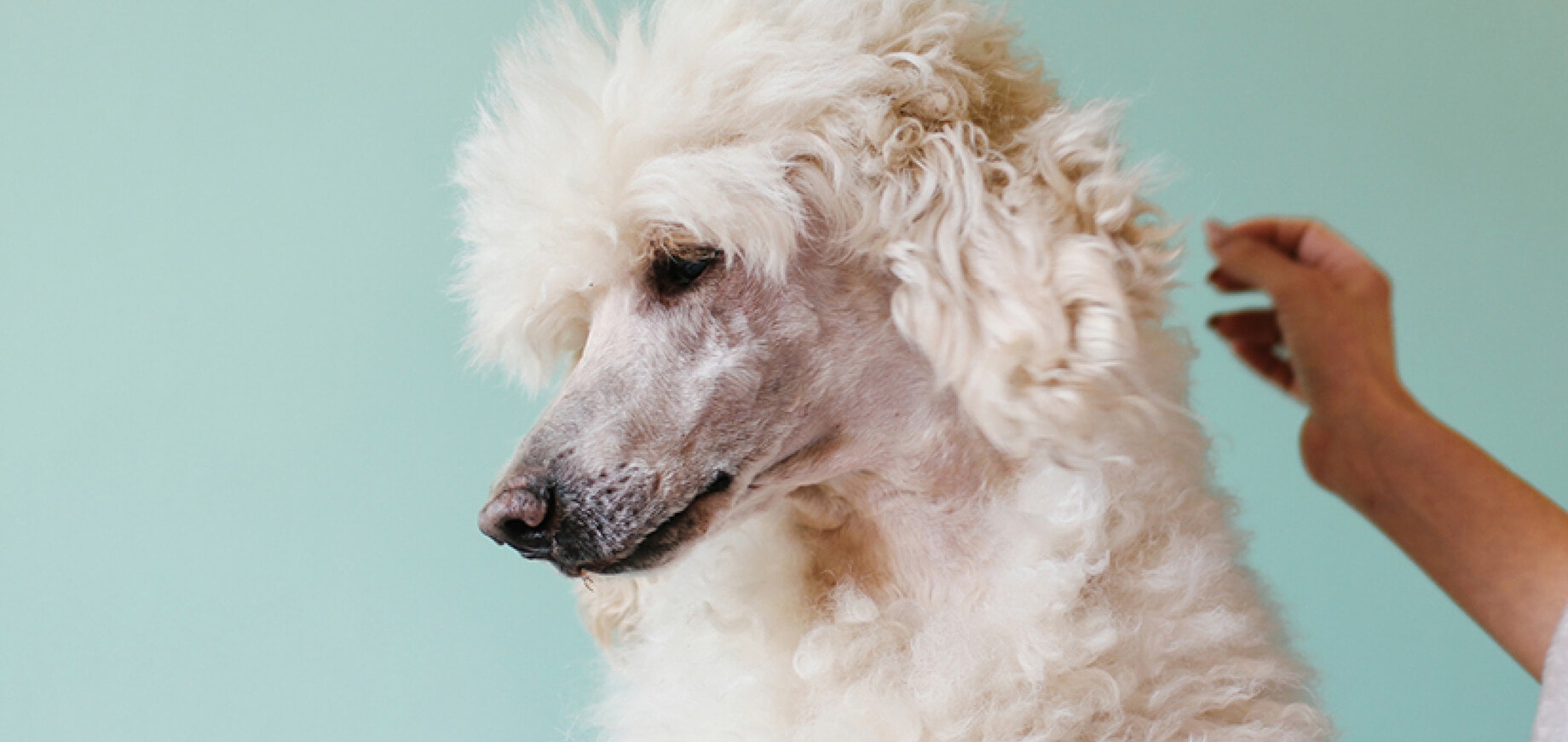 Poodle-Hair-Care_1.jpg