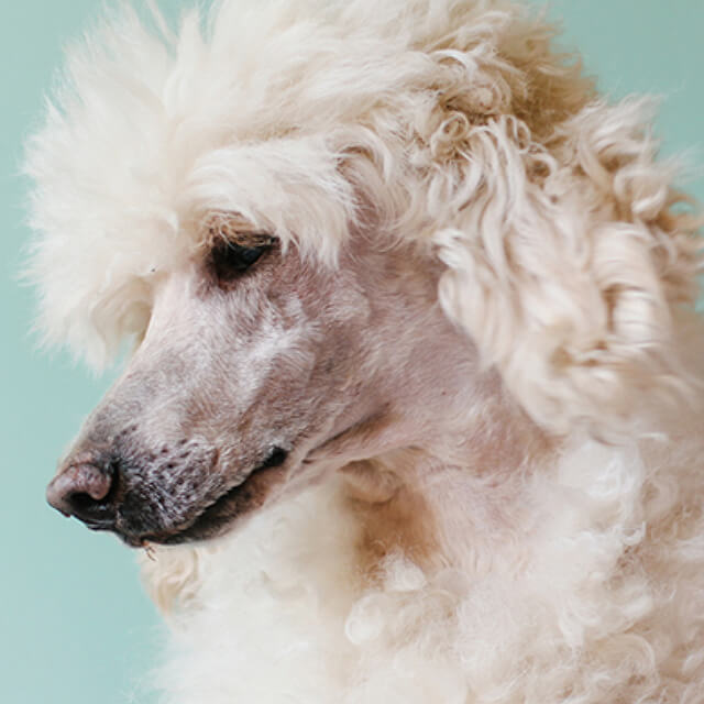 Poodle-Hair-Care_2.jpg