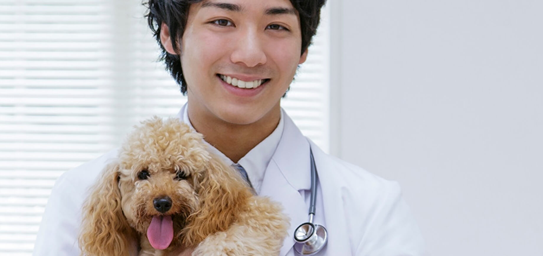 Toy-Poodle-Health-Risks.jpg