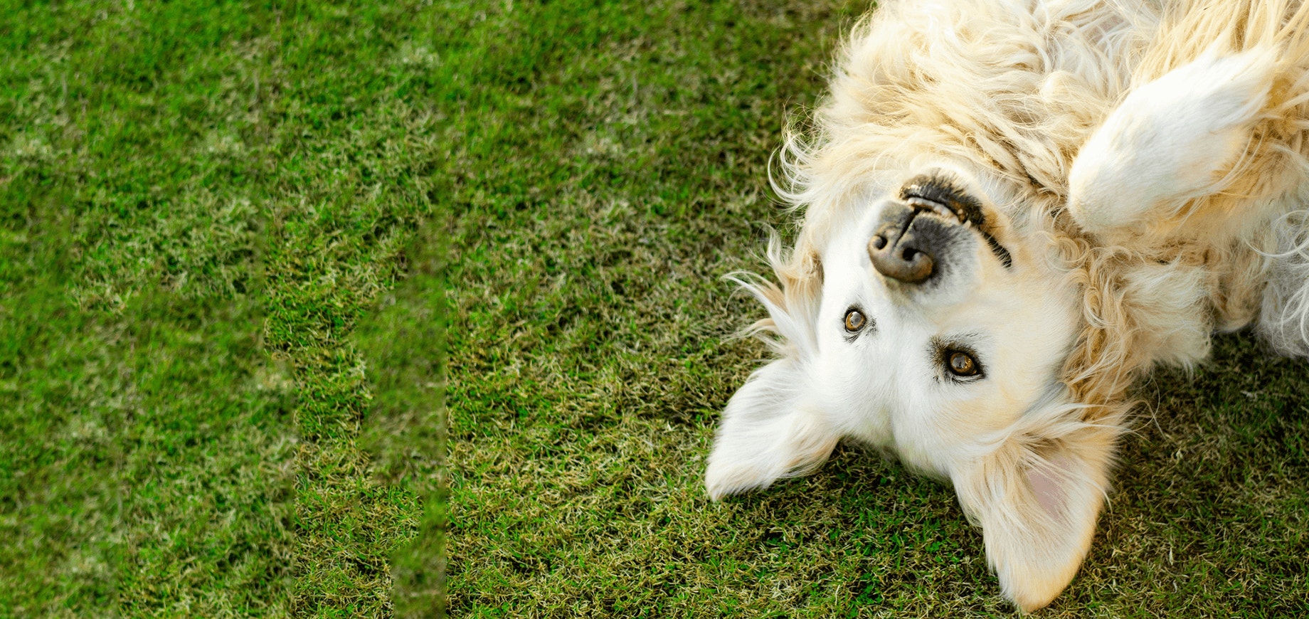 Apprendre à votre chien à faire une roulade