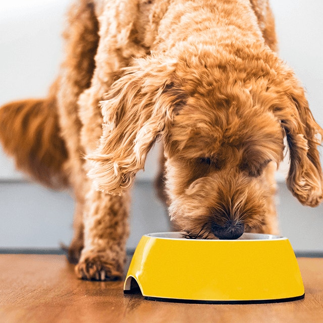 Que donner à manger à mon chien ?