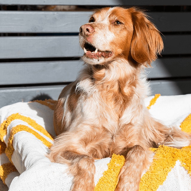 Comment faire taire un chien qui aboie