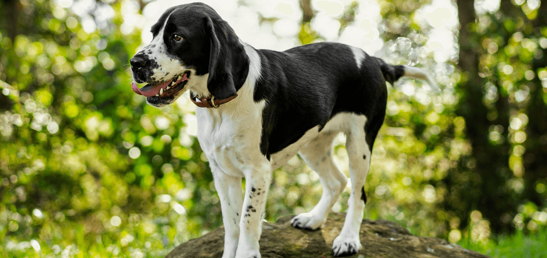 Changer l’alimentation de votre chien