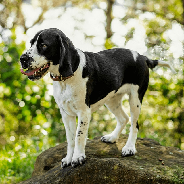 Changer l’alimentation de votre chien