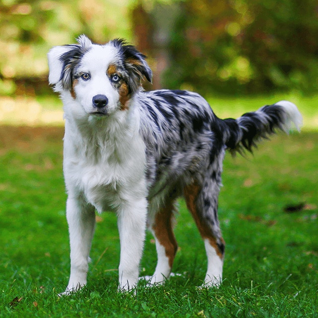 La croissance de votre chiot : depuis sa naissance jusqu’à ses douze premières semaines