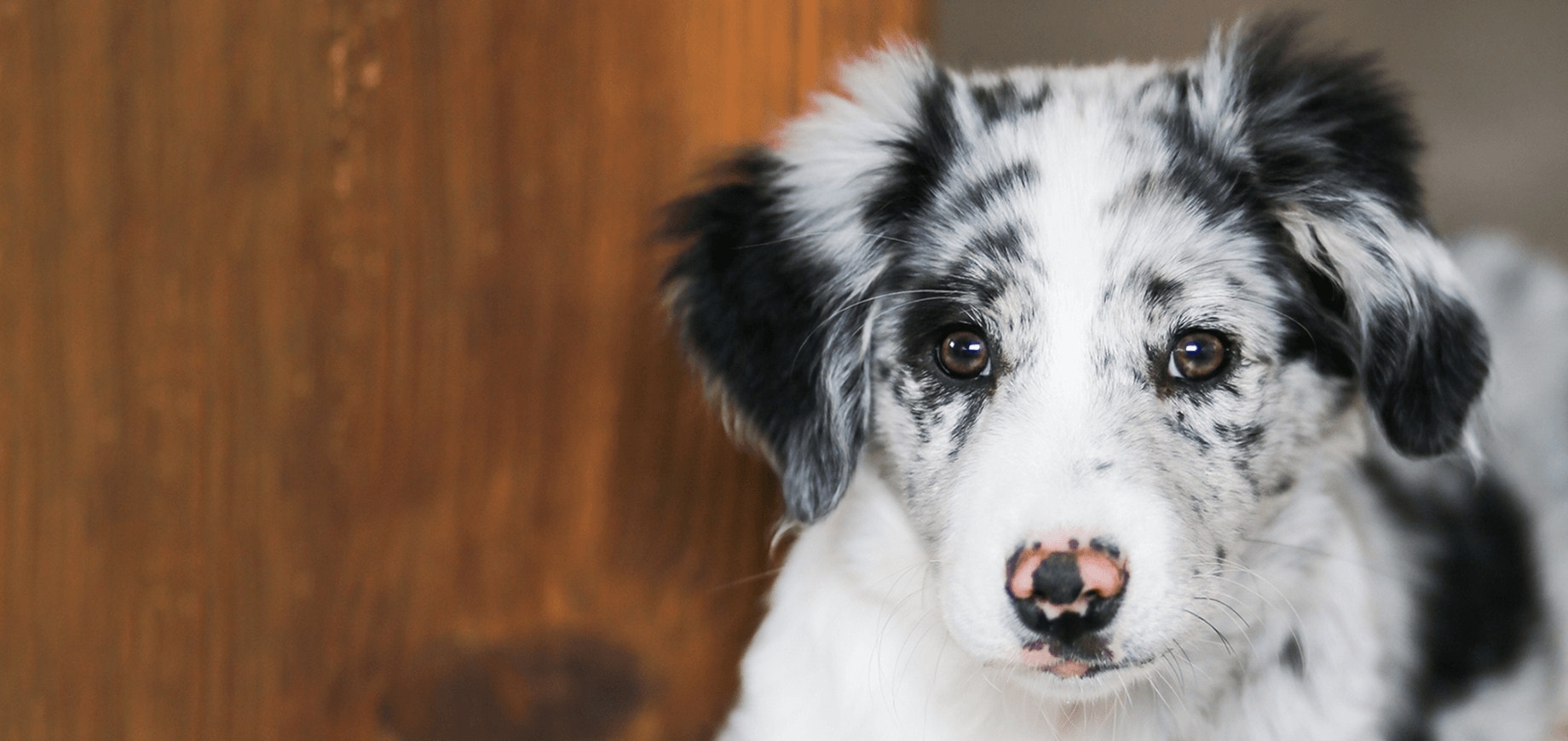 Comment nourrir son chiot : boîtes, croquettes ou les deux ?