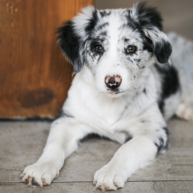 Comment nourrir son chiot : boîtes, croquettes ou les deux ?