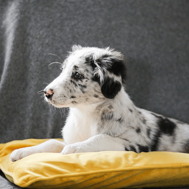 Les premiers jours de votre chiot à la maison