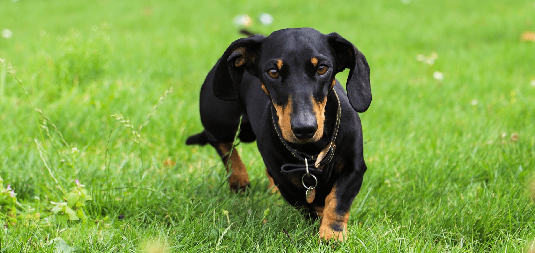 Le jeu avec votre chien ou votre chiot