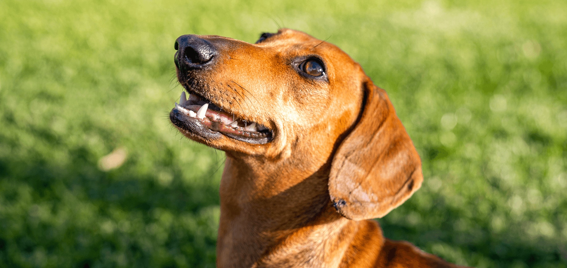Passer de la nourriture pour chiot à la nourriture pour adulte