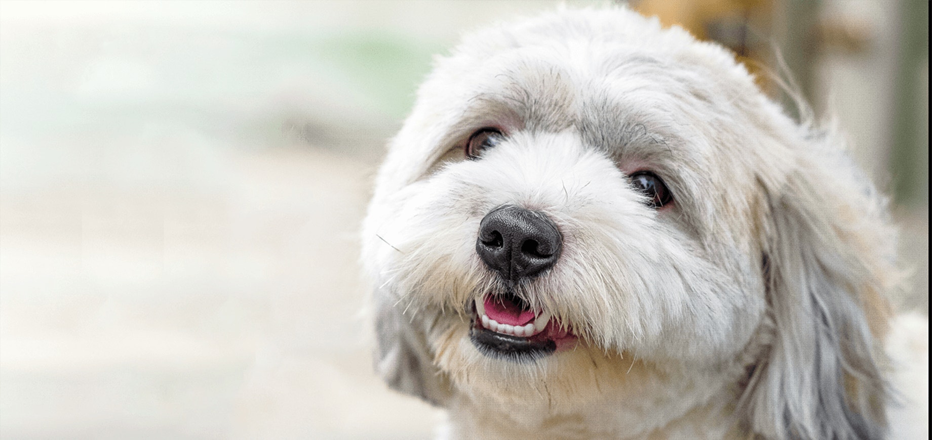 Mon chien mord la brosse à dents, comment lui nettoyer les dents?