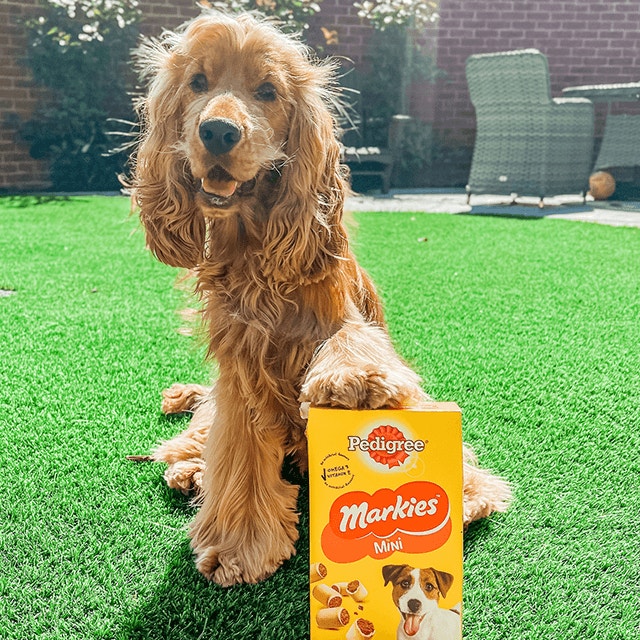 Apprendre à votre chien à donner la patte