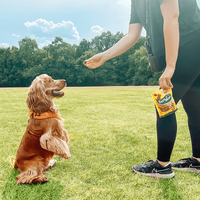 Apprendre des tours à son chien – et pourquoi ce n’est pas que de la frime