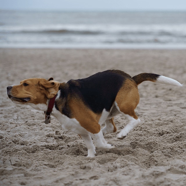 Comment interrompre un combat de chiens ?