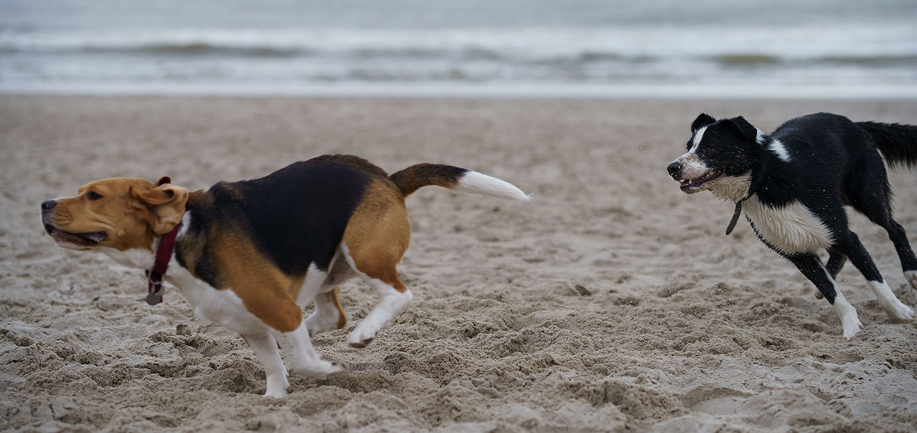 Comment interrompre un combat de chiens ?