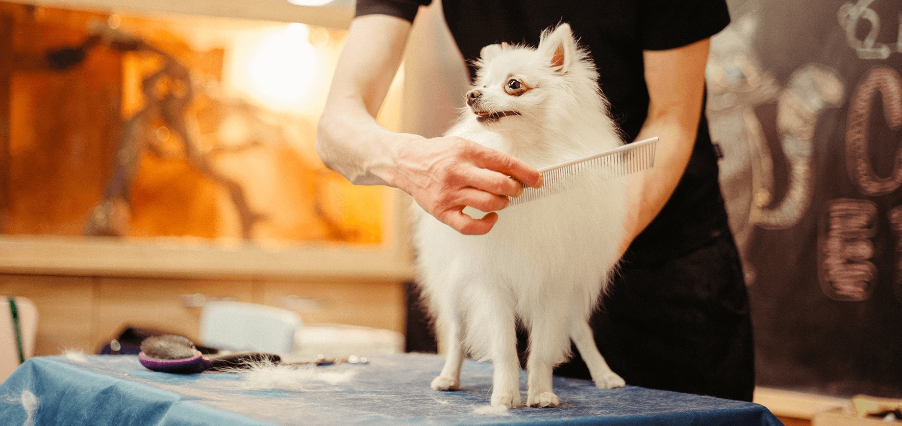 Toiletter votre chien ou votre chiot