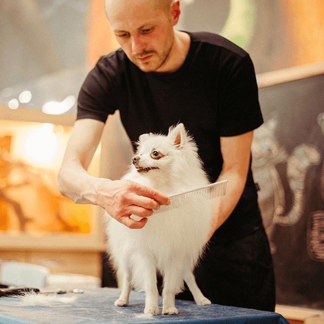 Toiletter votre chien ou votre chiot