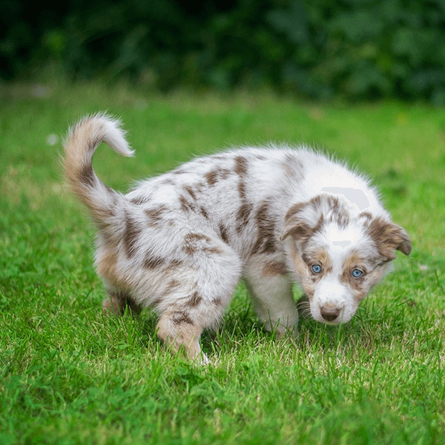 Comment faire pour que son chien soit propre