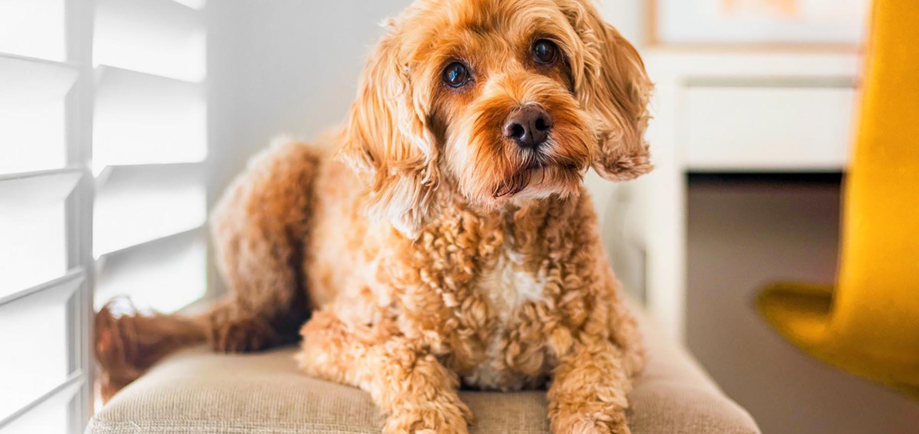 4 chiens sur 5 de plus de trois ans souffrent de maladie gingivale