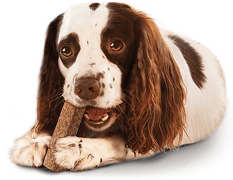 Récompensez votre chien avec des produits adaptés à ses dents