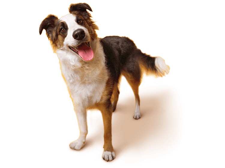 Maintien du poids idéal