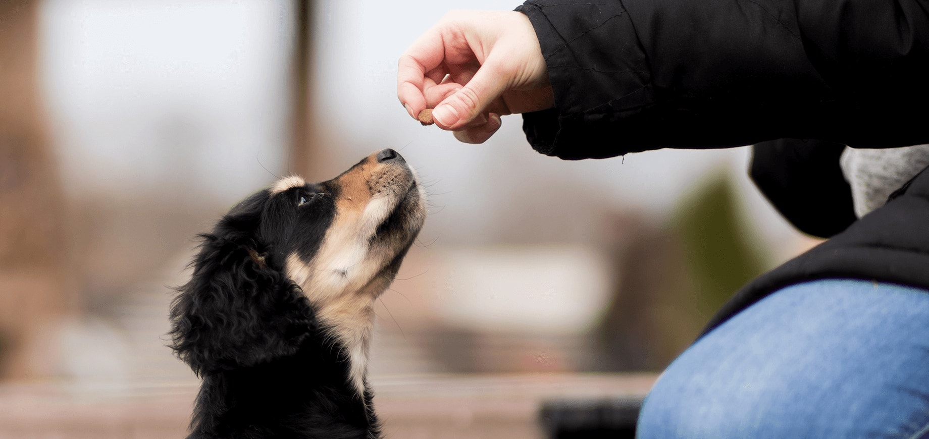En quoi les aliments pour chiots sont-ils spécifiques ?