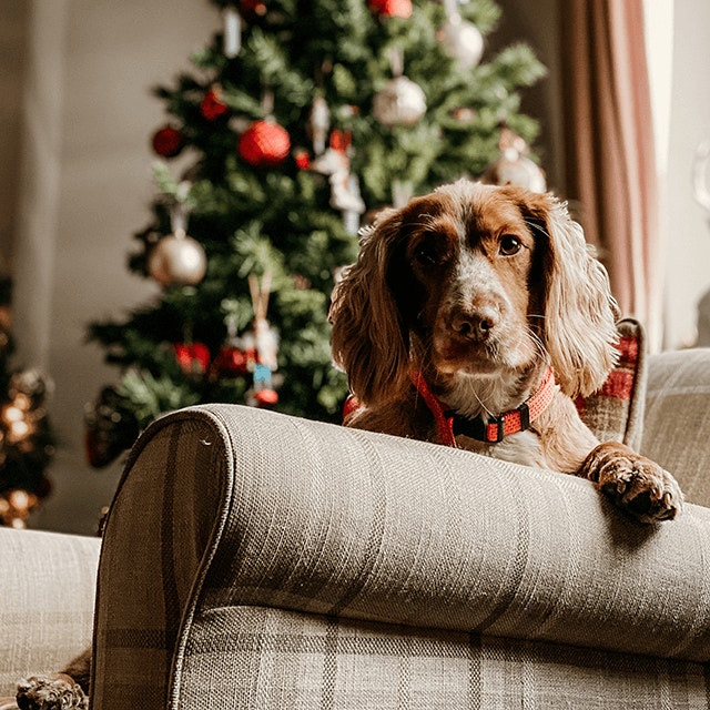 Comment laver son chien