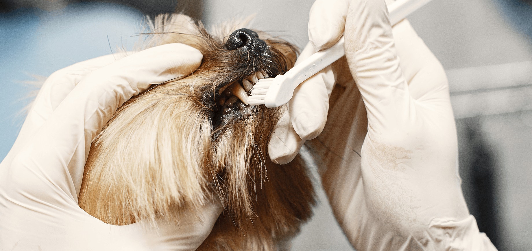 Questions fréquentes sur les soins buccodentaires et idées reçues