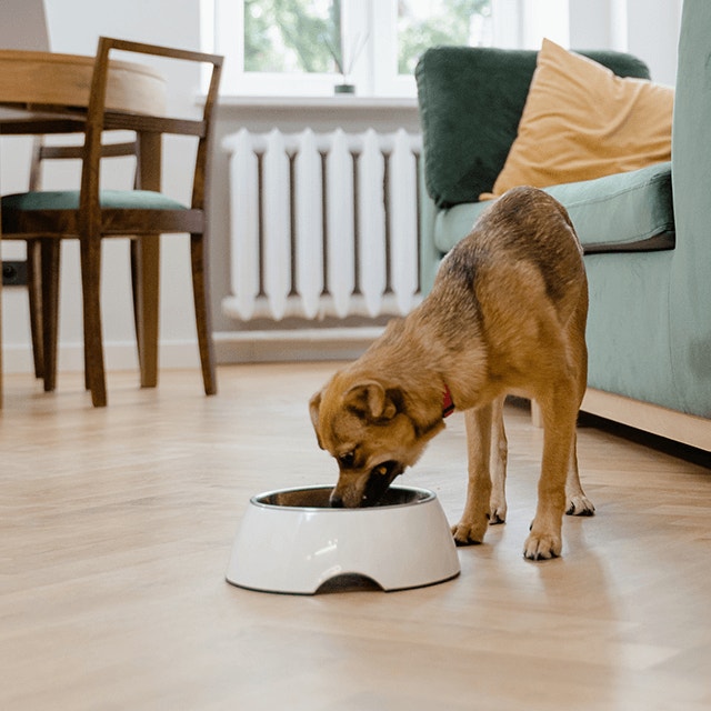 Pourquoi les restes ne sont pas la meilleure alimentation pour votre chiot