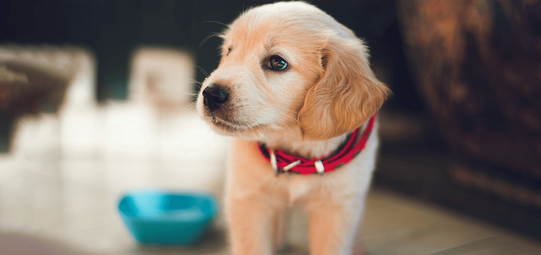 Des repas sans problèmes pour les chiots