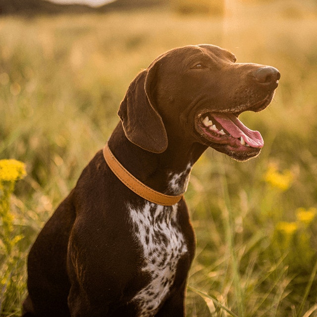 Soins dentaires pour les chiens