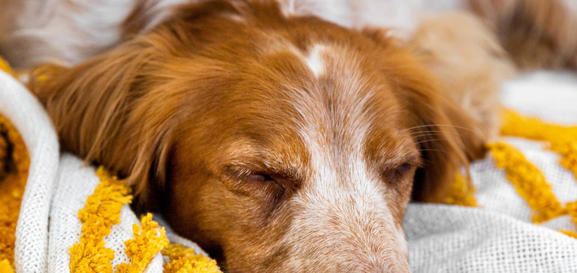 Votre chien a-t-il du mal à se nourrir ?