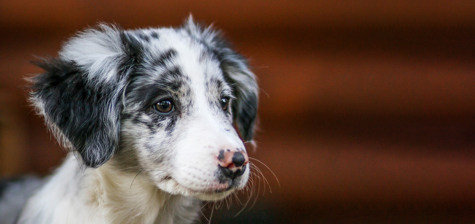 Comment empêcher votre chiot de mordre ?