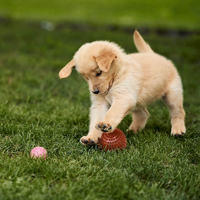 Comment socialiser un chiot