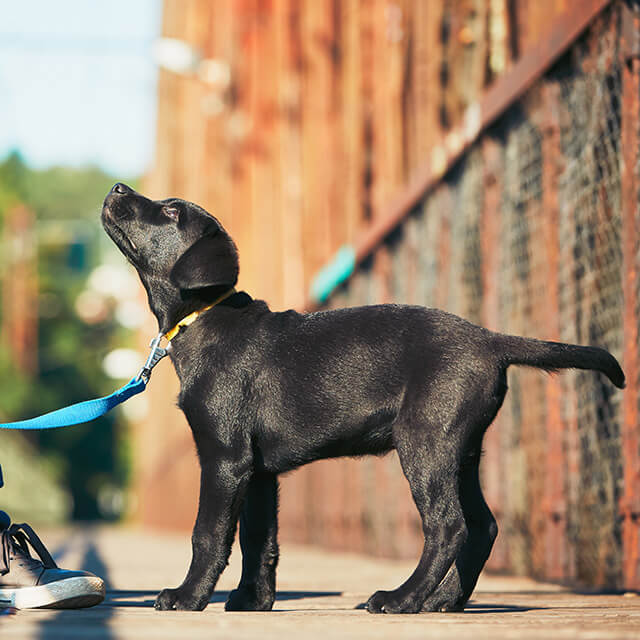 Entraînement à l’obéissance du chiot ou chien