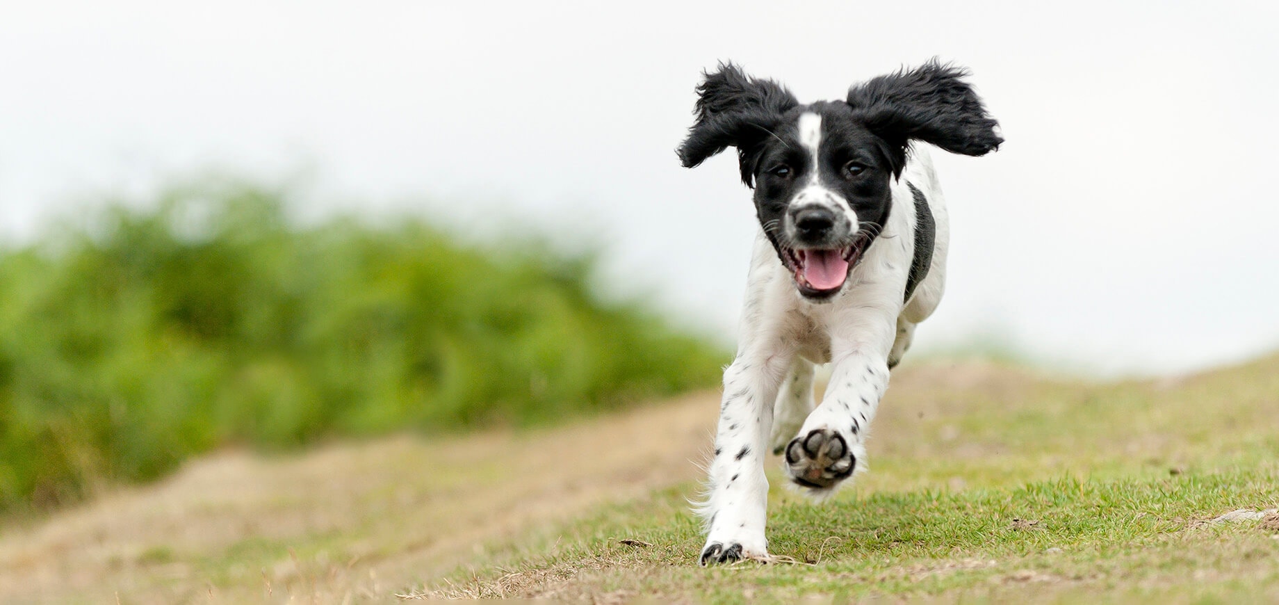Entraînement au rappel du chien. 5 étapes pour réussir.
