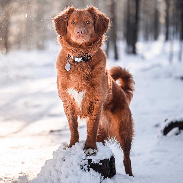 La neige, un danger potentiel