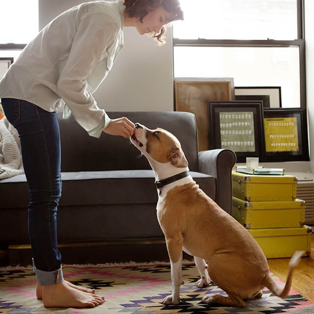 Le dressage basé sur les récompenses. Qu’est-ce que c’est et pourquoi ça fonctionne ?