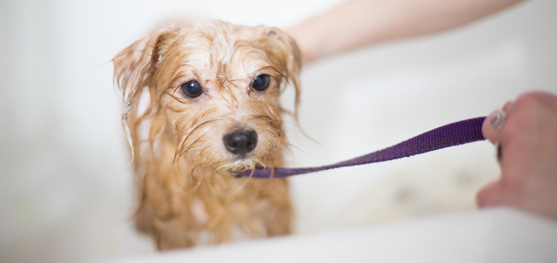 chiot en train d'être lavé