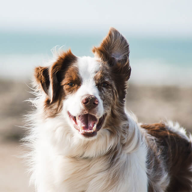 chien blanc et marron regardant en face