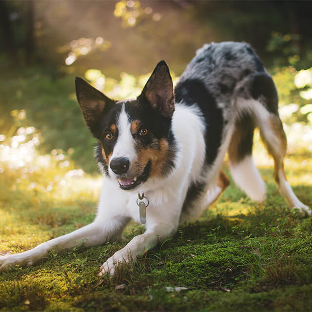 chien jouant sur l'herbe