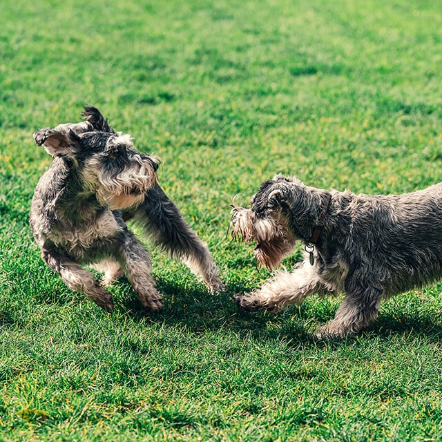 deux petits chiens se saluant