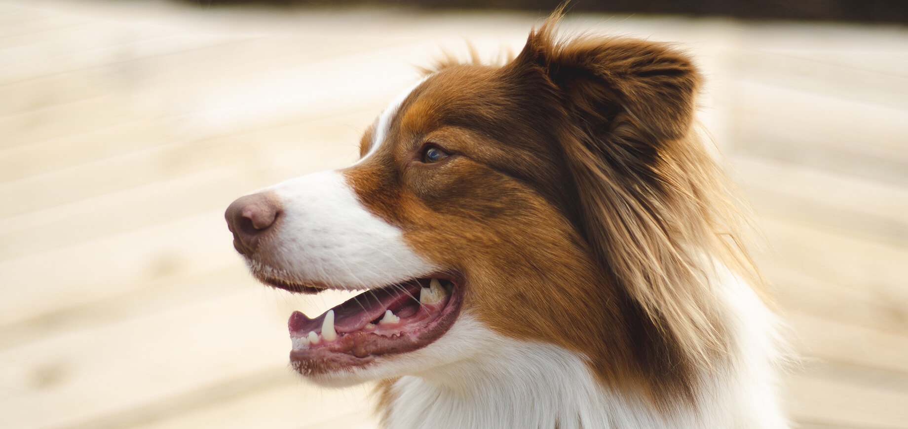 chien blanc et marron