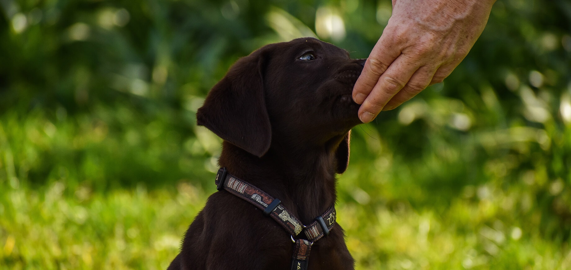 Combien coûte un chien par mois ?