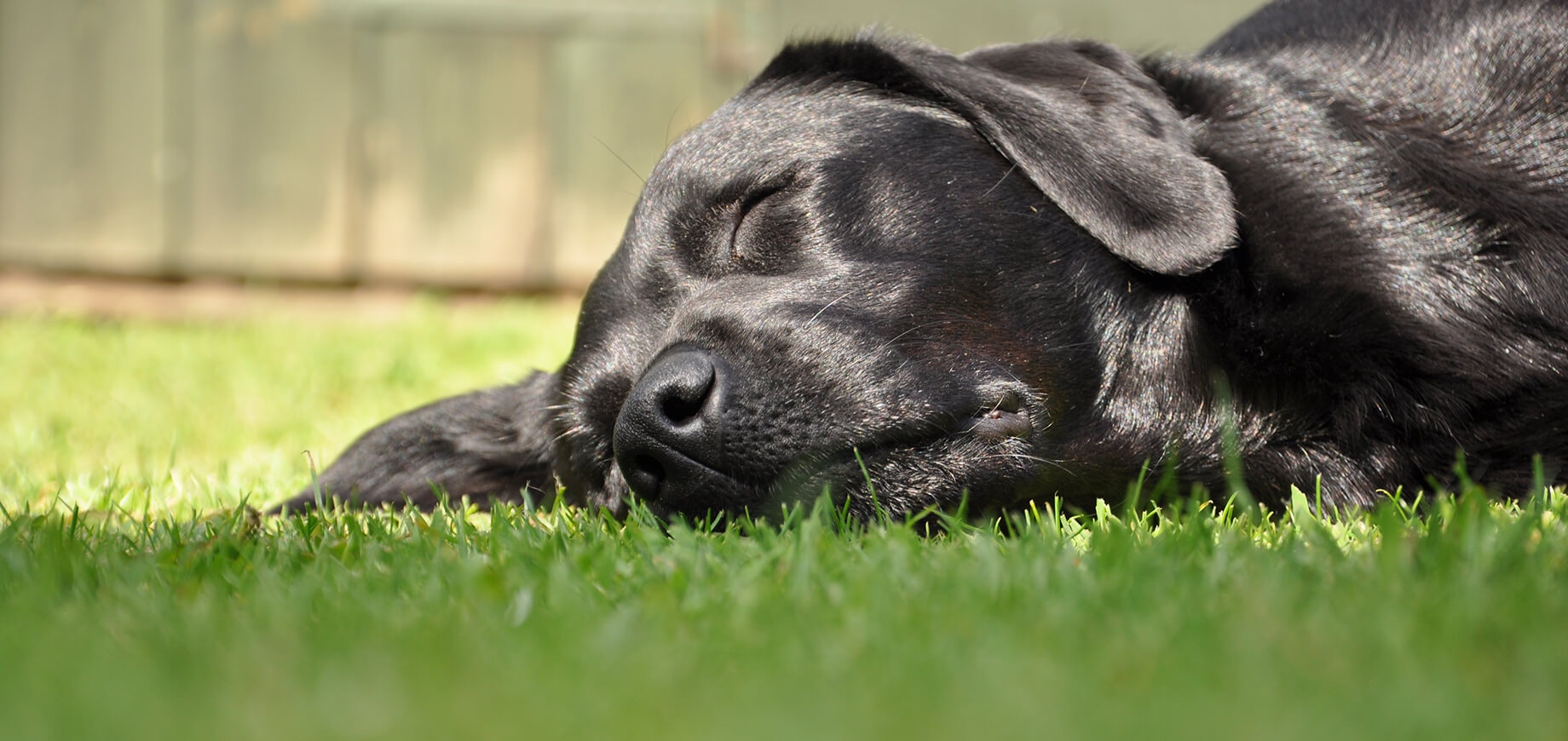 Labrador noir endormi sur la pelouse